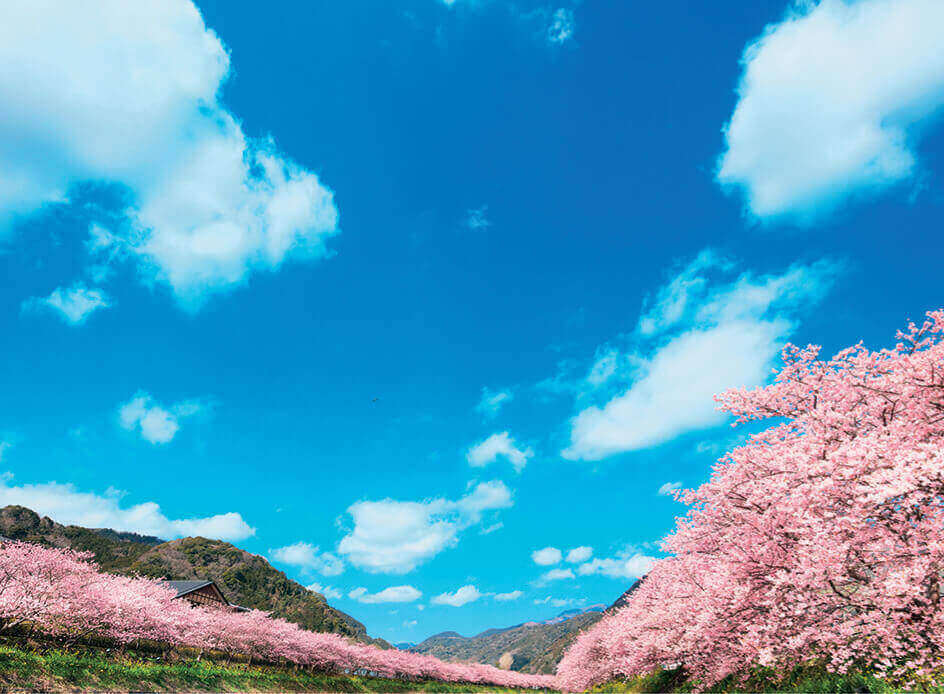 4月 桜並木と青空 SORA -空- 2022年カレンダーの画像