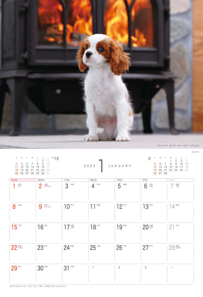 1月 キャバリア・キング・チャールズ・スバニエル Dog&Cat 2023年カレンダーの画像