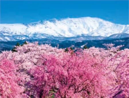 4/5月 馬渡の桜と月山(山形) 彩り日本(12月はじまり） 2023年カレンダーの画像