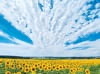 7月　ひまわり畑の上にひろがる雲 SORA -空- 2024年カレンダーの画像