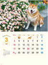  柴犬まるとおさんぽ 2024年カレンダーの画像