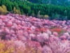 4/5月　桜峠(福島) 彩り日本(12月はじまり) 2024年カレンダーの画像