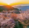 3/4月　桜峠(福島) 輝く太陽(フィルムカレンダー) 2024年カレンダーの画像