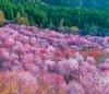 3/4月　桜峠(福島) 四季の彩(フィルムカレンダー・小) 2024年カレンダーの画像