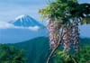 5/6月　富士とヤマフジ　(大石峠/山梨) 富士の四季 2024年カレンダーの画像