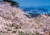 4月　桜と松島(宮城) 天地自然・森田敏隆写真集 2024年カレンダーの画像