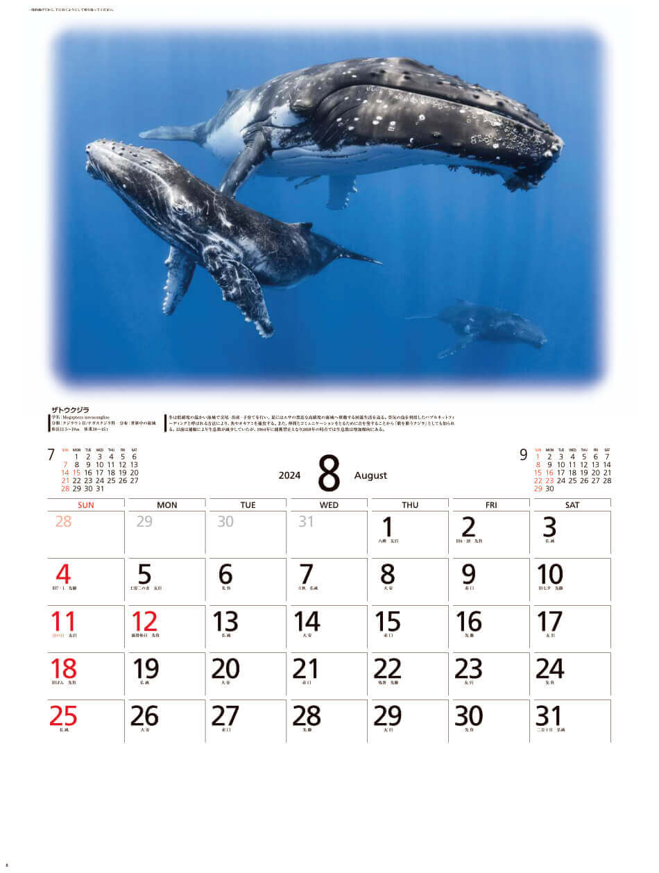 ザトウクジラ 世界動物遺産 2024年カレンダーの画像
