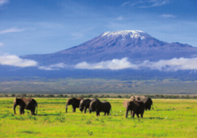 4月 アフリカゾウ 世界動物遺産 2024年カレンダーの画像