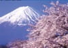 4月　富士河口湖よりさくらと富士山(山梨) 富士十二景 2024年カレンダーの画像