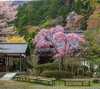 3月	金蔵寺（京都） 日本の美 2025年カレンダーの画像