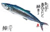 鰆 魚彩時記 2025年カレンダーの画像