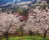 陸郷の山桜 Pure～癒しの日本風景 2025年カレンダーの画像