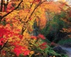 秋の紅葉と渓谷 Pure～癒しの日本風景 2025年カレンダーの画像
