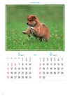 柴 マイスウィーティードッグ 2025年カレンダーの画像