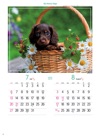 ダックスフンド マイスウィーティードッグ 2025年カレンダーの画像