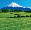 5/6月 大淵笹場より(静岡) 富士山(フィルムカレンダー) 2025年カレンダーの画像