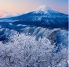 11/12月 白谷ノ丸より(山梨) 富士山(フィルムカレンダー) 2025年カレンダーの画像