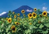 7/8月 ヒマワリ 富士の四季 2025年カレンダーの画像