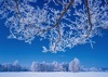 2月	雪原と霧氷の木立（北海道） 天地自然・森田敏隆写真集 2025年カレンダーの画像