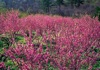 3月	桃の花咲く里（福島） 天地自然・森田敏隆写真集 2025年カレンダーの画像