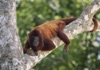 5月	ボリビアアカホエザル 世界動物遺産 2025年カレンダーの画像