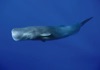 7月	マッコウクジラ 世界動物遺産 2025年カレンダーの画像