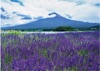  富士十二景 2025年カレンダーの画像