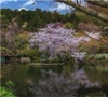 4月	龍安寺（京都） 庭の詩情 2025年カレンダーの画像