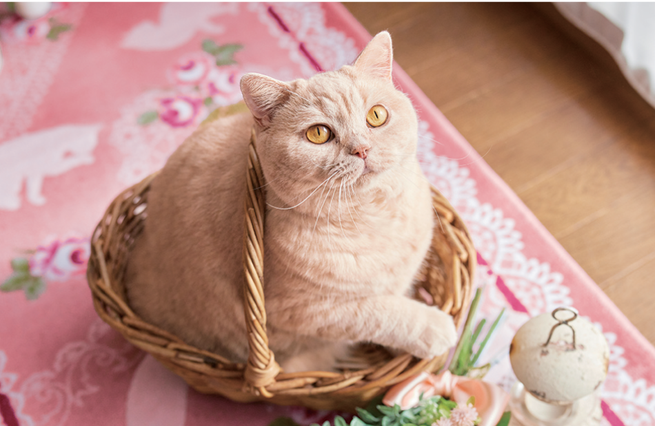 サムネイル5